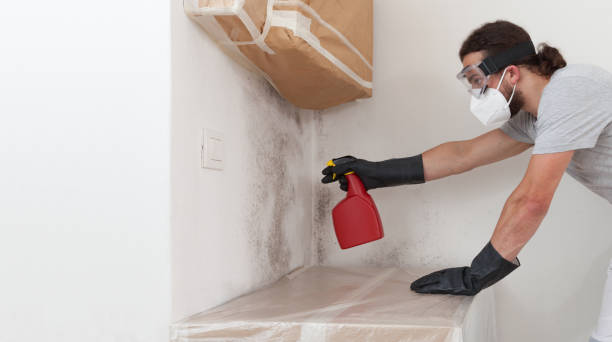 Professional Mold Cleanup technician working in Dunellen, NJ