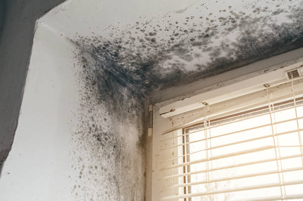 Affordable Mold Cleanup solutions in Dunellen, NJ